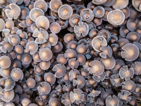 Grote groep dicht bij elkaar groeiende paddenstoelen met lichtbruine hoedjes en ribbels.
