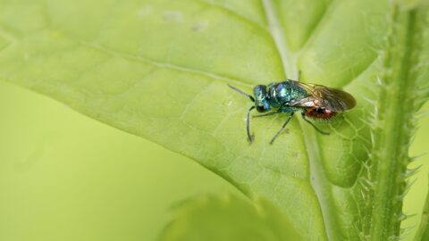 Groene glinsterende insect op een blad met doornige structuur.