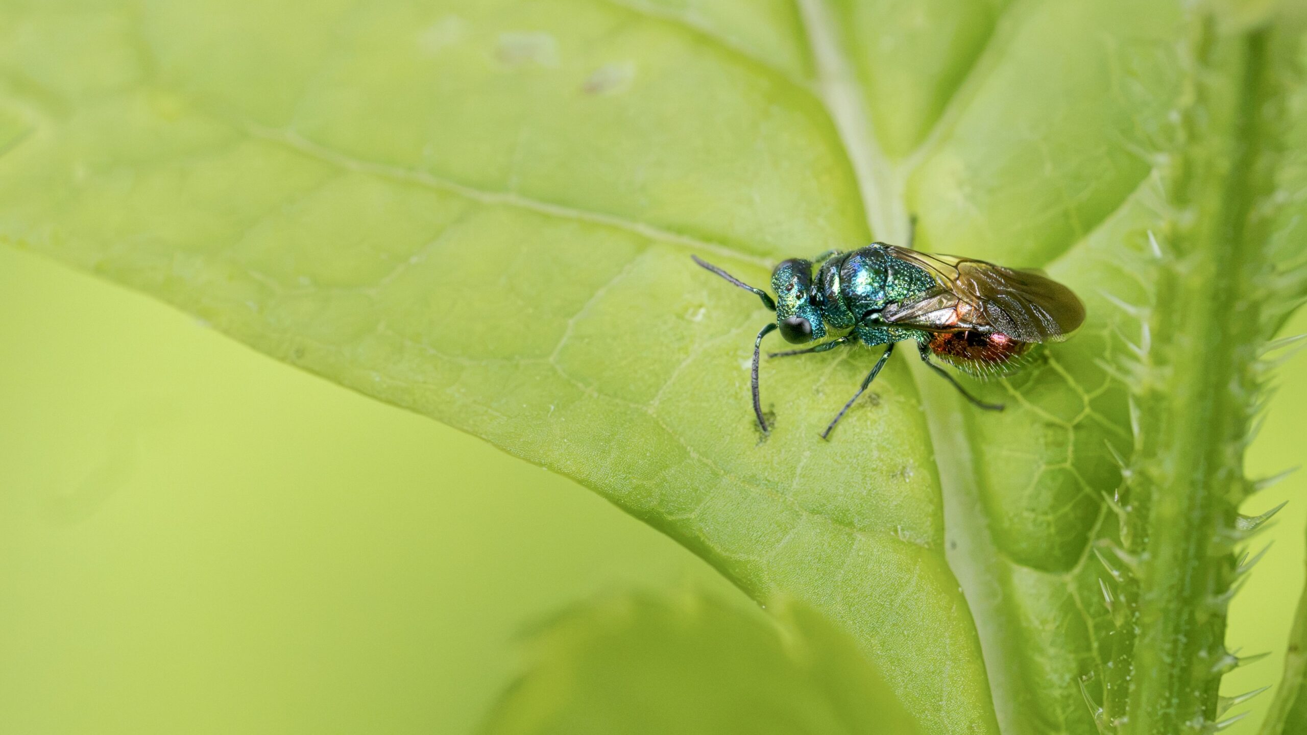 Groene glinsterende insect op een blad met doornige structuur.