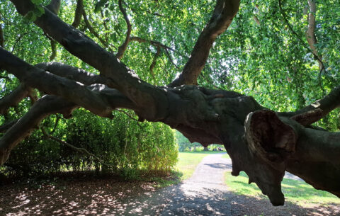 Oude boom met dikke, knoestige takken boven een pad in een groen park.