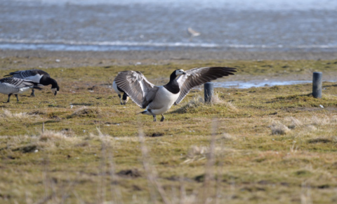 Een gans spreidt zijn vleugels op grasland naast twee grazende ganzen; water op de achtergrond.