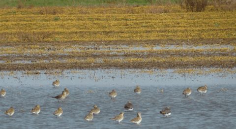 goudplevieren en kieviten in de Lauwersmeer