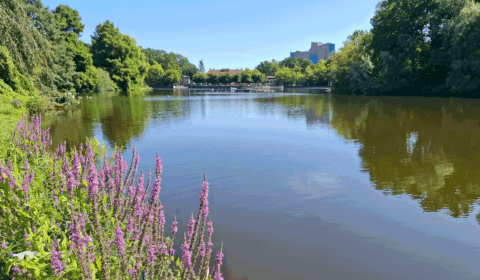 Stadspark 100 jaar: Springervijver