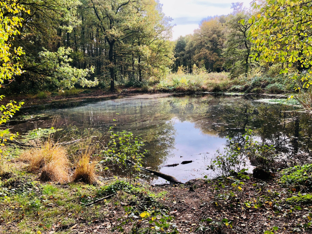 Plas in Appelbergen