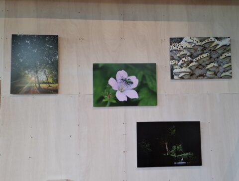 Vier natuurfoto's aan een houten muur: boslandschap, bloem met insect, zwammen en nachtelijk park.