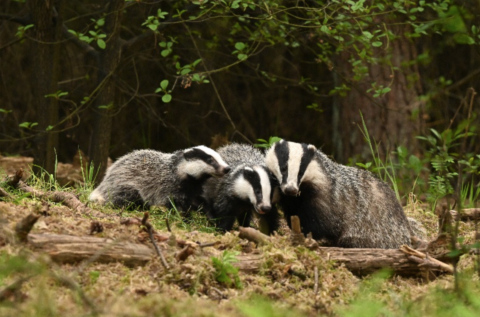 Drie dassen liggen samen in een bosrijke omgeving op de grond.