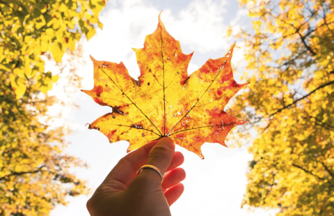 Gele esdoornblad tegen een heldere hemel, vastgehouden door een hand. Herfstbomen op de achtergrond.