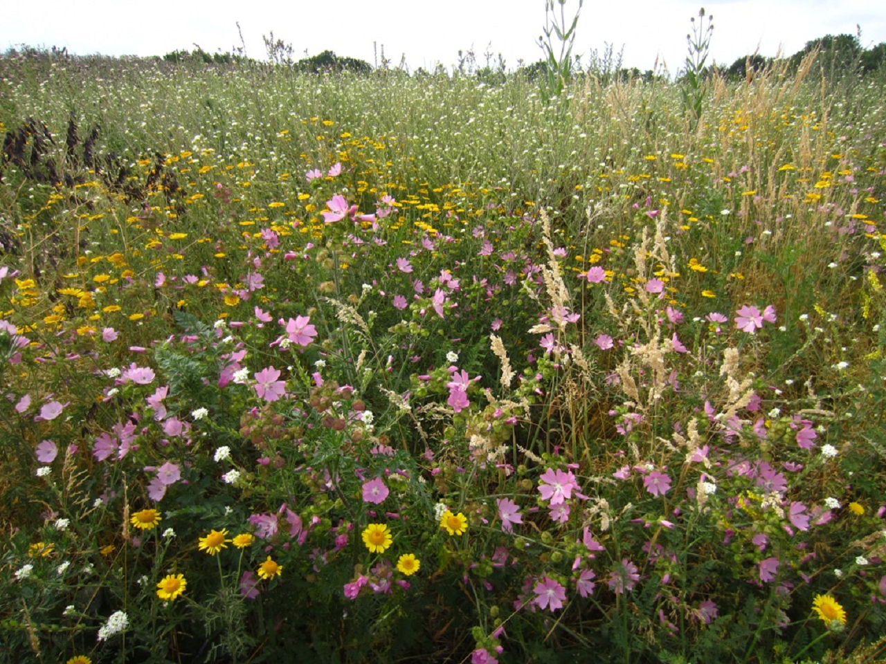 Wilde Bloemen Weelde