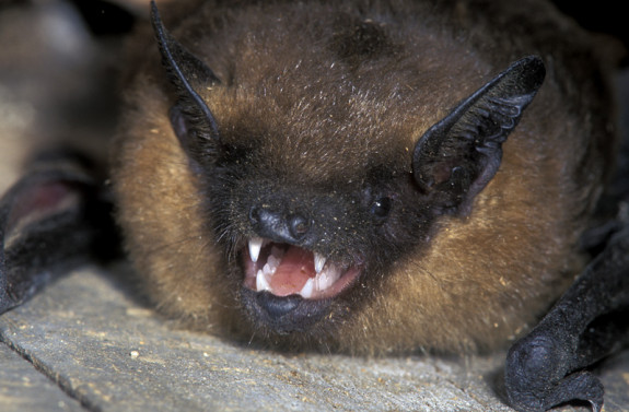 eptesicus serotinus groot.jpg