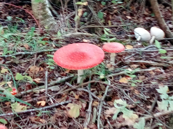 IMG-20191006-WA0015.jpg