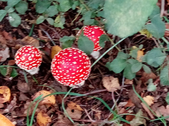 IMG-20191006-WA0016.jpg