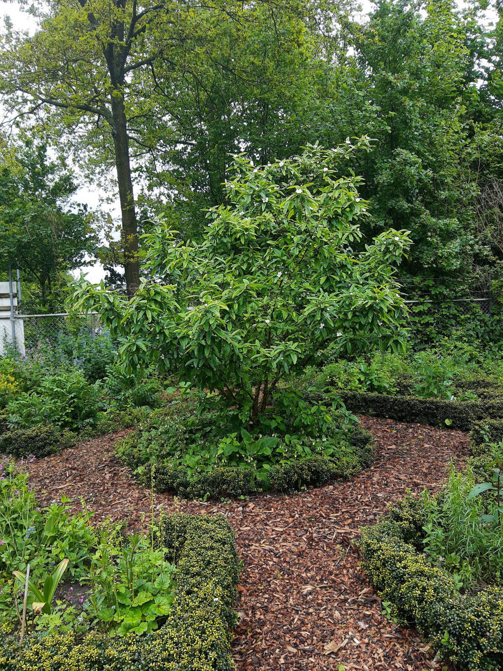 Wie wordt onze nieuwe vrijwilliger van de IVN natuurtuin