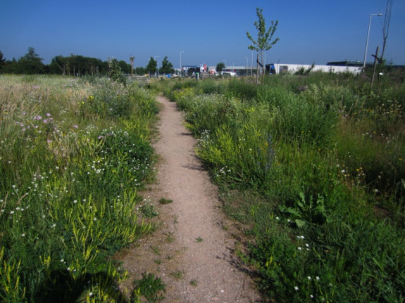 wilde bloemen 028.JPG