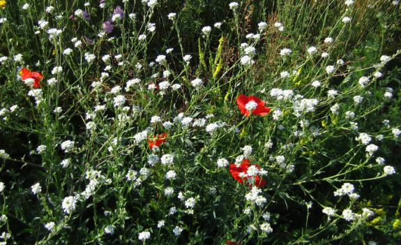 wilde bloemen 037.JPG