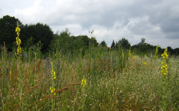 wilde bloemen (14) - kopie.JPG