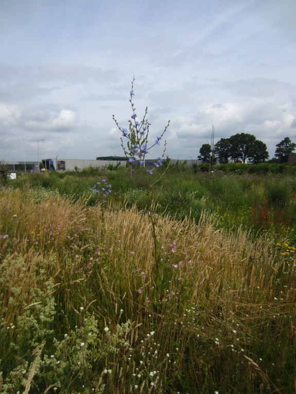 wilde bloemen (5) - kopie.JPG