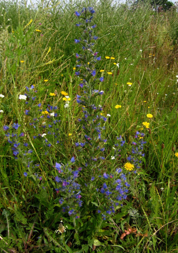 wilde bloemen (9) - kopie.JPG