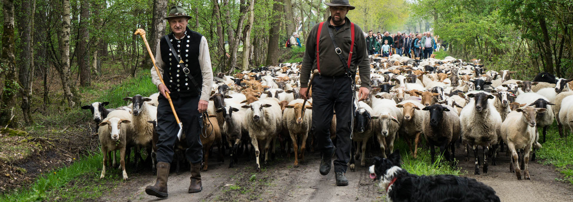 Twee herders en een hond leiden een grote kudde schapen door een bosrijk pad.