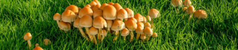 Een groep paddenstoelen in helder, groen gras.