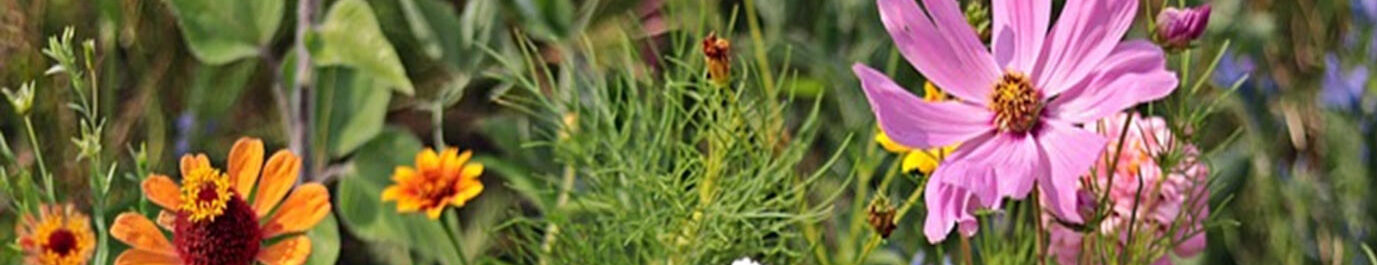 Veld met kleurrijke bloemen waaronder oranje, gele en grote roze bloemen tegen groene achtergrond.