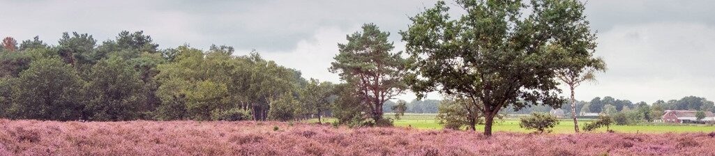 Uitgestrekt heideveld met paarse bloei, omringd door groene bomen en boerderij in de verte.