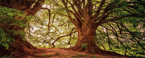 Twee grote bomen met dikke stammen en weelderig groen bladerdak in zonlicht.