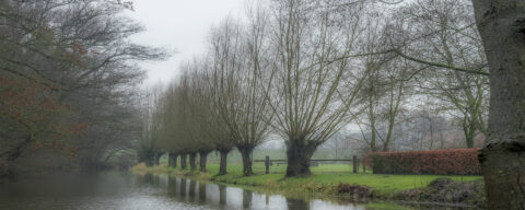 Rij wilgen langs een rustige, mistige rivier en groene grasstrook.