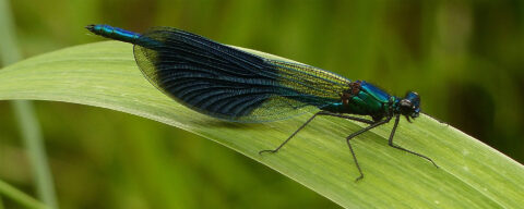 Blauwe waterjuffer op een groen blad, zittend met vleugels uitgestrekt.