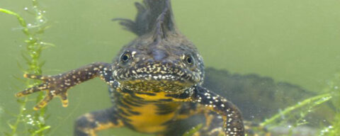 Triton onder water met gevlekte huid en algen op de achtergrond, kijkt recht in de camera.
