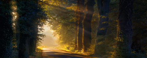 Zonsopgang verlicht een bospad met hoge bomen en stralen zonlicht door de bladeren.