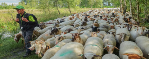 Herder leidt grote kudde schapen op smal bospad. Bosrijk landschap, groen gras.