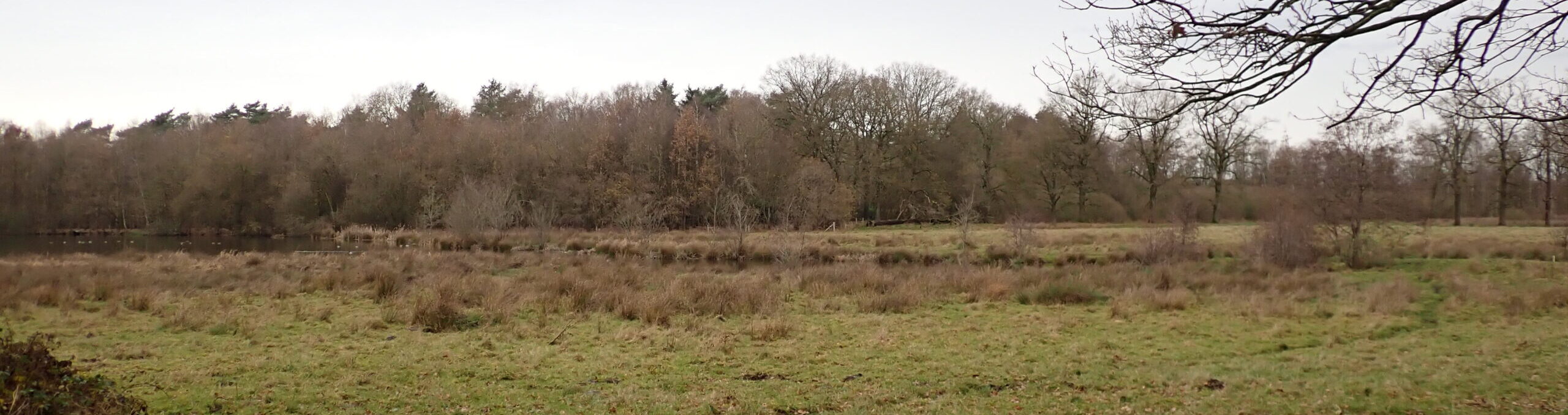 Weids uitzicht op grasland met kale bomen en een vijver op de achtergrond onder een grijze hemel.