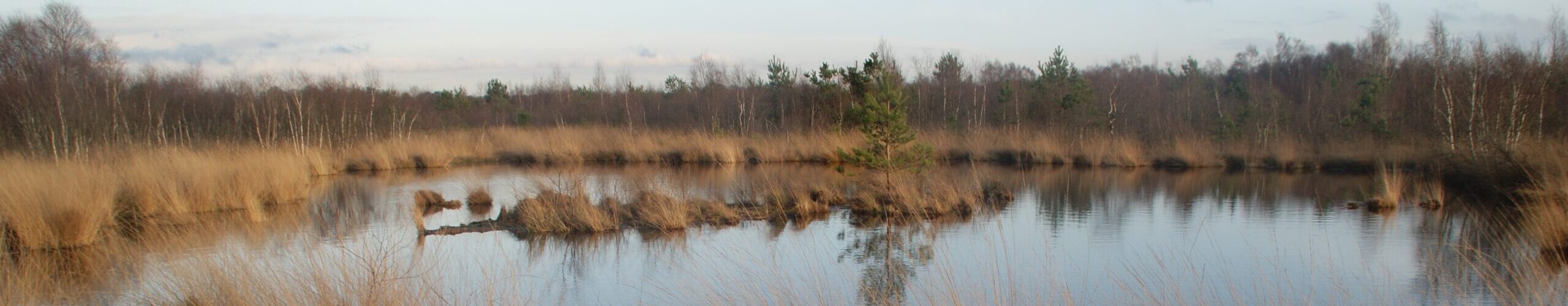 Veenlandschap met kalme waterplas, omringd door riet en kale bomen onder een bewolkte hemel.