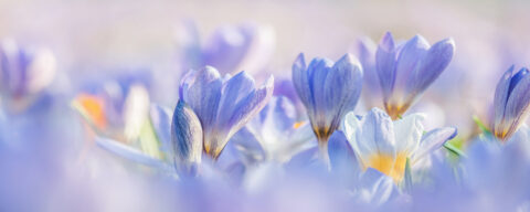Paarse en witte krokusbloemen in zachte focus in een veld.