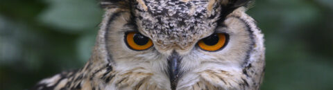 Close-up van een uil met fel oranje ogen en gespikkelde veren, tegen een groene achtergrond.