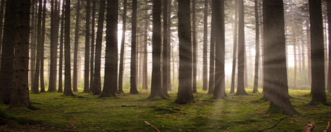 Zonlicht filtert door dichte, groene dennenbomen in een stille, mistige woudomgeving.