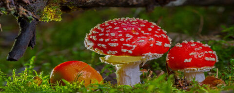 Rode vliegenzwammen met witte stippen op een groene bosbodem met mos.