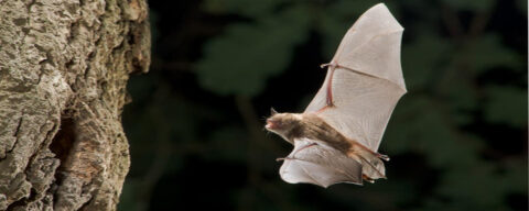 Een vleermuis vliegt dicht langs een boomstam in een donkere omgeving.