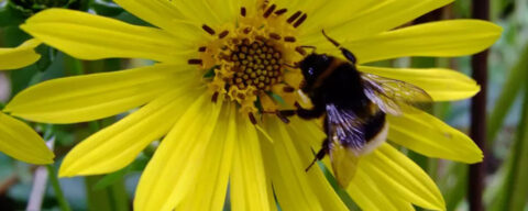 Hommel op een gele bloem met groene bladeren op de achtergrond.
