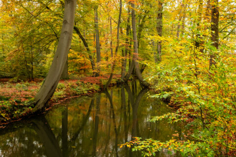 Bos met herfstkleuren en een rustig stromende beek, omgeven door bomen met gele en oranje bladeren.