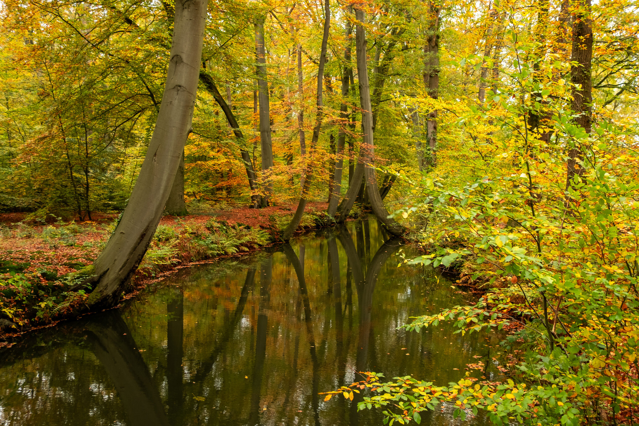 Bos met herfstkleuren en een rustig stromende beek, omgeven door bomen met gele en oranje bladeren.