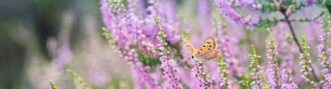 Een oranje vlinder zit op een paarse bloeiende heideplant.