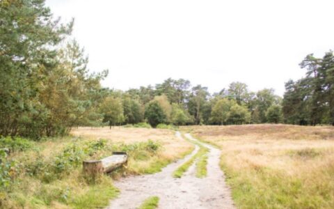 Zandpad door grasveld met houten bankje, omgeven door bomen.
