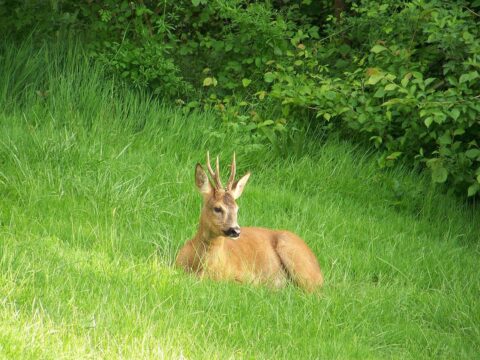 Liggend hert met gewei in weelderig groen gras, omgeven door dichte struiken.